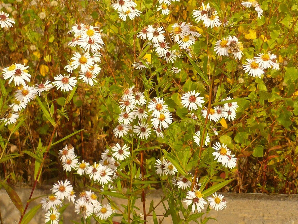 Symphyotrichum x salignum (Asteraceae)
